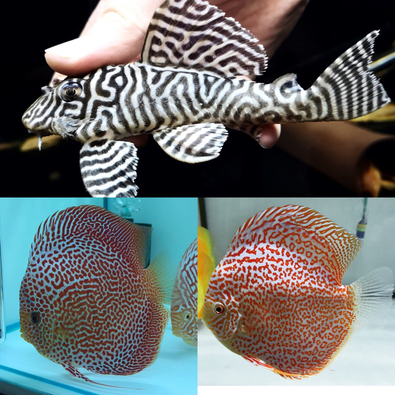 Discus Auctions!